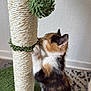 animal, calico, carpet, cat, cute, feline, fur, green, indoor, kitten, paw, pet, playful, scratching_post, small, texture, toy, wall, whiskers, young