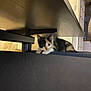 Gaïa participe au concours pour gagner de l'argent avec cette photo : animal, calico, cat, chair, cozy, curious, cute, domestic, floor, furniture, hidden, home, indoor, kitten, pet, resting, small, under_table, wood, young