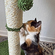 Gaïa a rejoint le concours — aidez-le/la à gagner de superbes lots ! animal, calico, carpet, cat, cute, feline, fur, green, indoor, kitten, paw, pet, playful, scratching_post, small, texture, toy, wall, whiskers, young