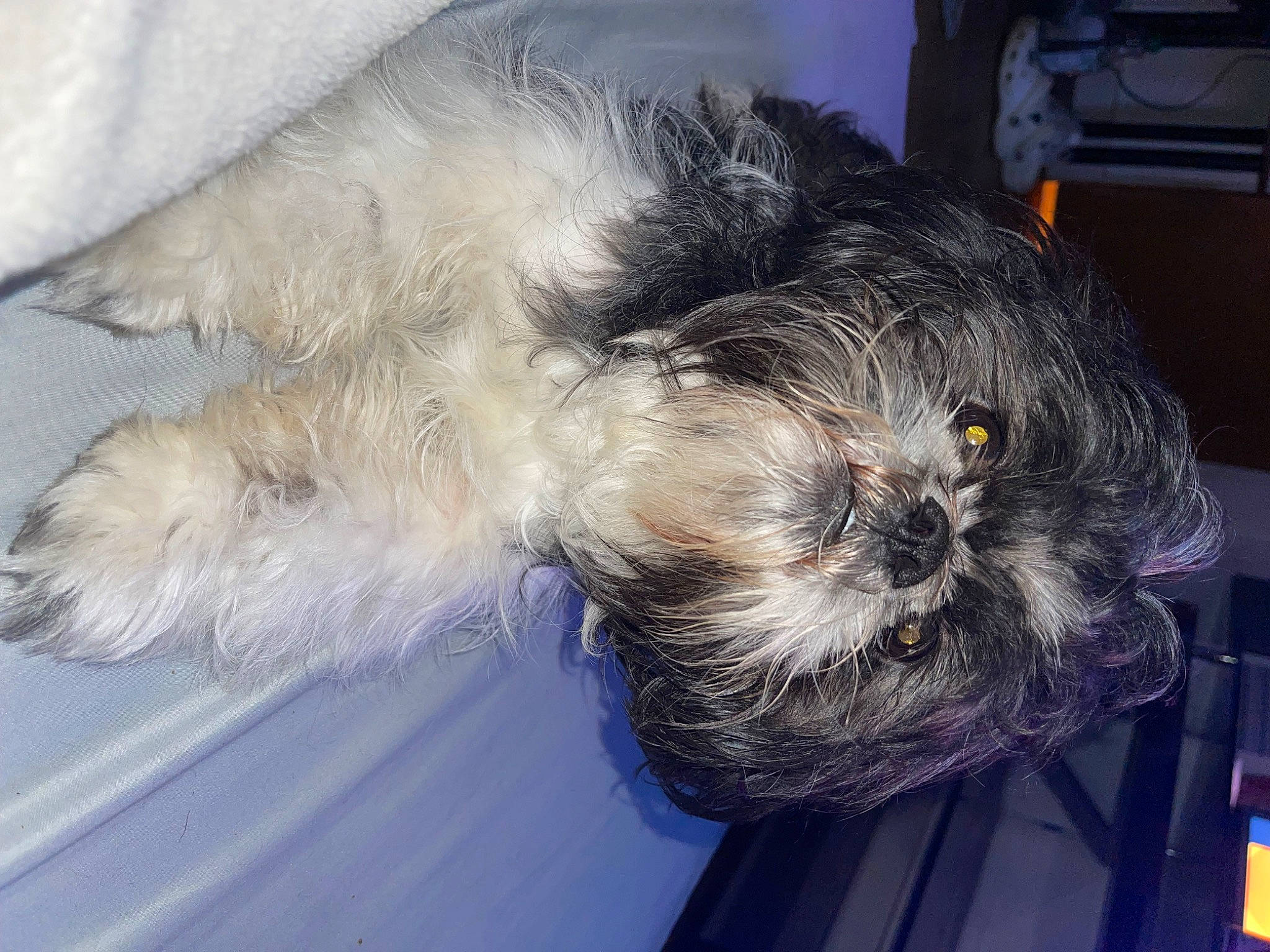 Tank joined the competition — help win amazing prizes! canidae, carnivore, comfort, companion_dog, dog, dog_breed, felidae, fur, grey, paw, shih_poo, small_terrier, snout, sporting_group, tail, terrier, toy_dog, whiskers, working_animal, yorkipoo