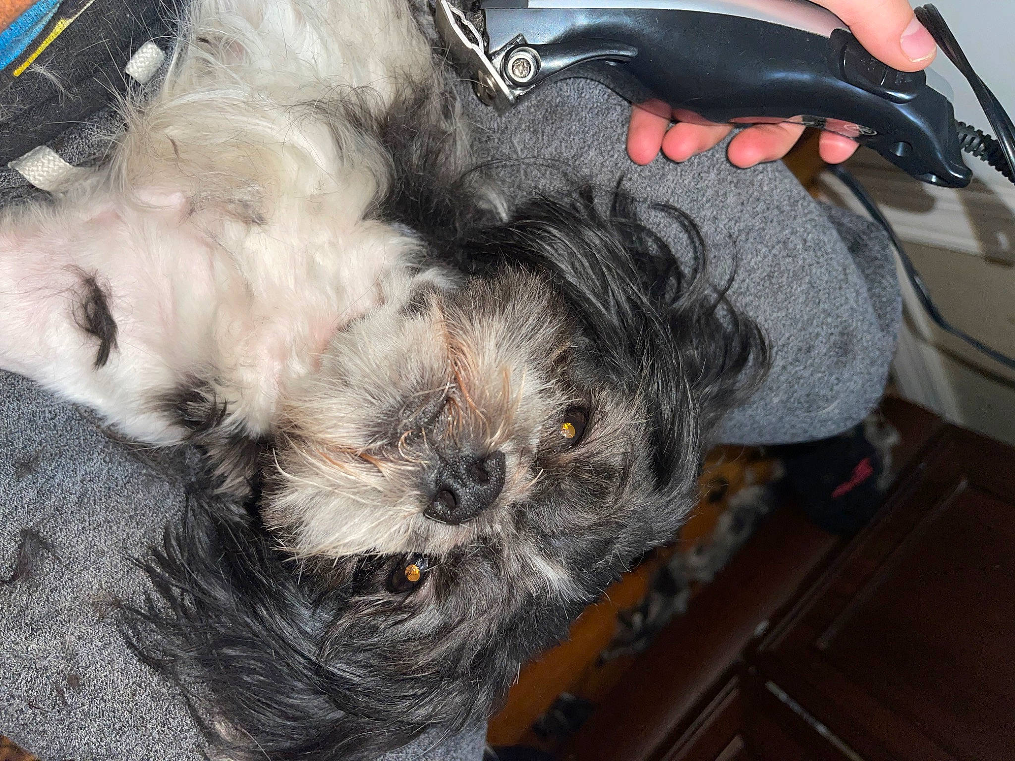 Tank joined the competition — help win amazing prizes! canidae, carnivore, comfort, companion_dog, dog, dog_breed, fawn, felidae, fur, liver, mammal, shih_poo, small_terrier, snout, sporting_group, terrier, toy_dog, vertebrate, whiskers, working_animal