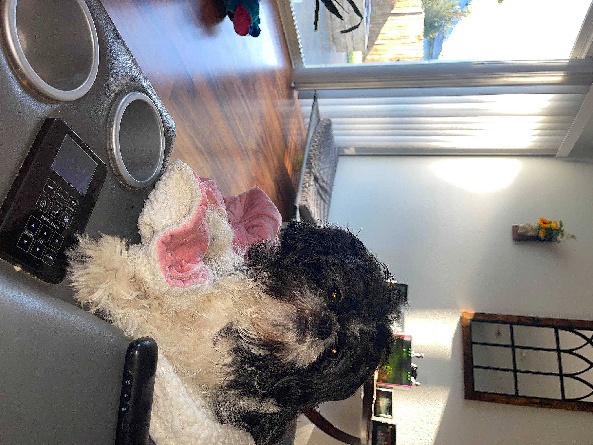 Tank is registered to the contest to win money with this photo: audio_equipment, automotive_design, ceiling, companion_dog, eyewear, fashion_accessory, flooring, fun, fur, house, interior_design, luxury_vehicle, major_appliance, radio, room, tail, toy, vehicle_door