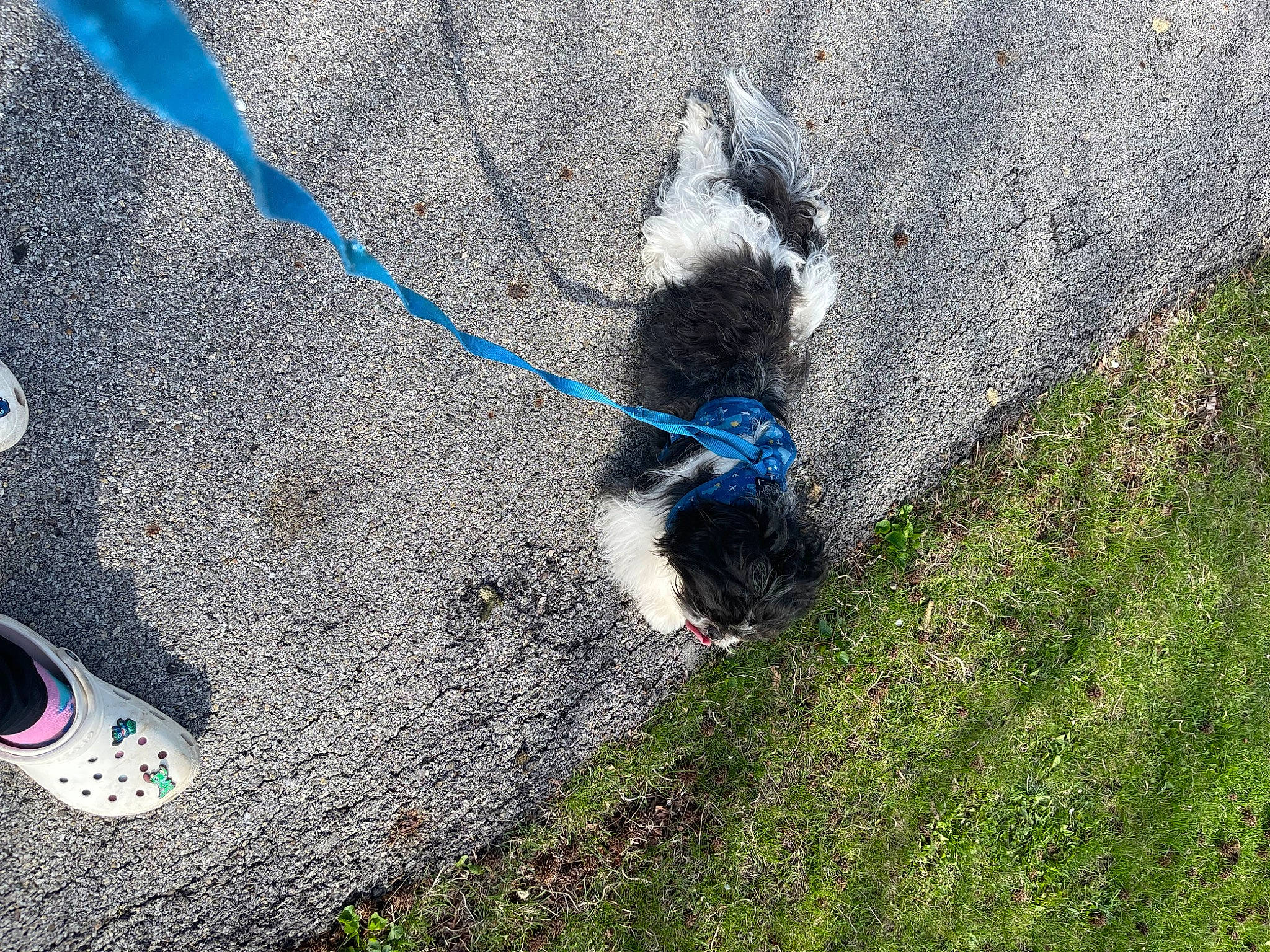 Tank is registered to the contest to win money with this photo: asphalt, canidae, carnivore, companion_dog, dog, dog_breed, electric_blue, foot, fur, grass, human_leg, leash, road_surface, shadow, sidewalk, slope, soil, sporting_group, tail, walking_shoe