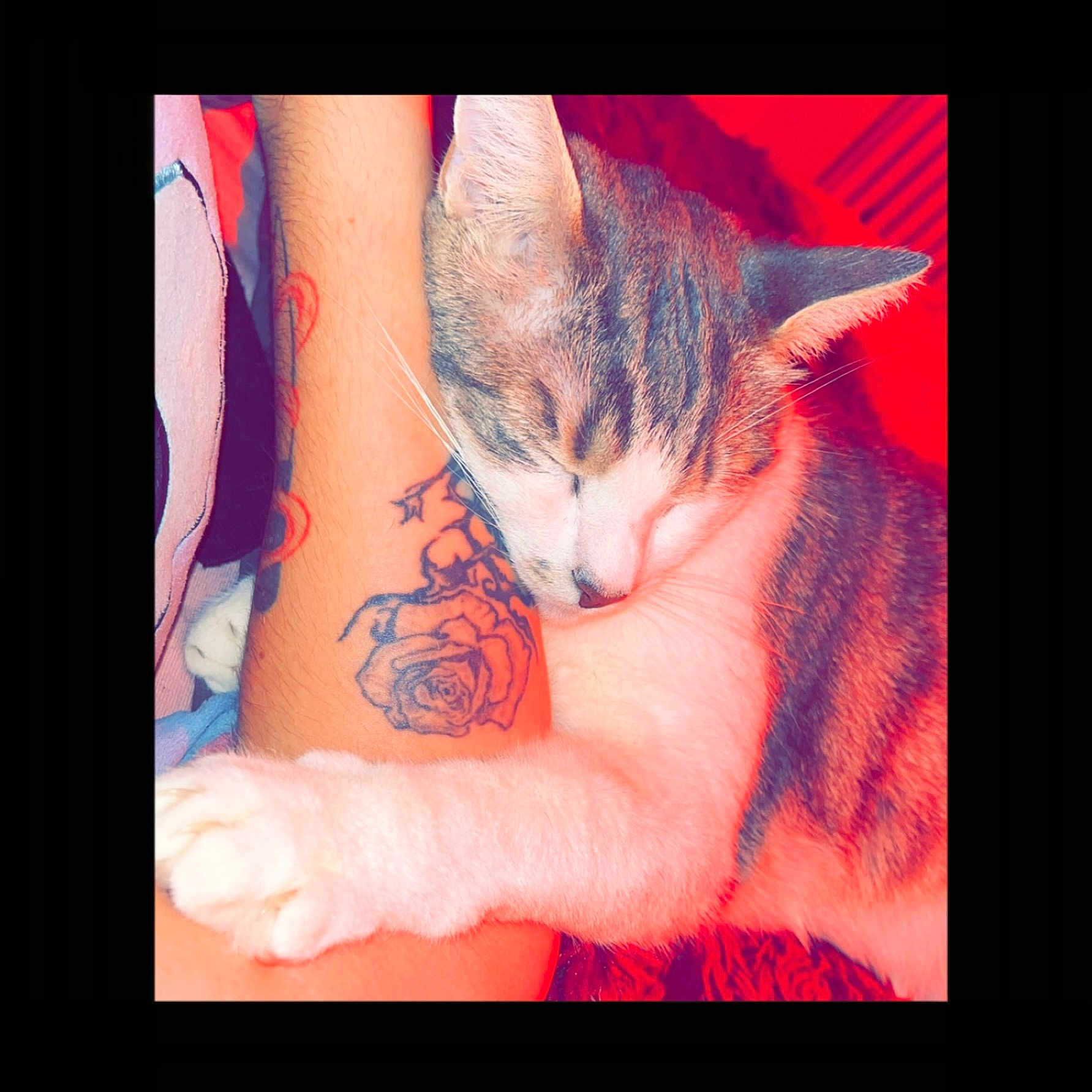Rocky participe au concours pour gagner de l'argent avec cette photo : abyssinian, animal, ankle, arm, bodypart, cat, couch, face, hand, head, kitten, manx, person, pet, photography, portrait, skin, sleeping, tattoo, wrist
