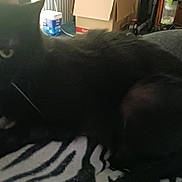 Rosie is registered to the contest to win money with this photo: black_cat, cat, animal, pet, indoor, zebra_pattern, blanket, furniture, box, room, household, fur, mammal, whiskers, eyes, resting, cozy, dark, blurred, domestic