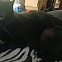 black_cat, cat, animal, pet, indoor, zebra_pattern, blanket, furniture, box, room, household, fur, mammal, whiskers, eyes, resting, cozy, dark, blurred, domestic