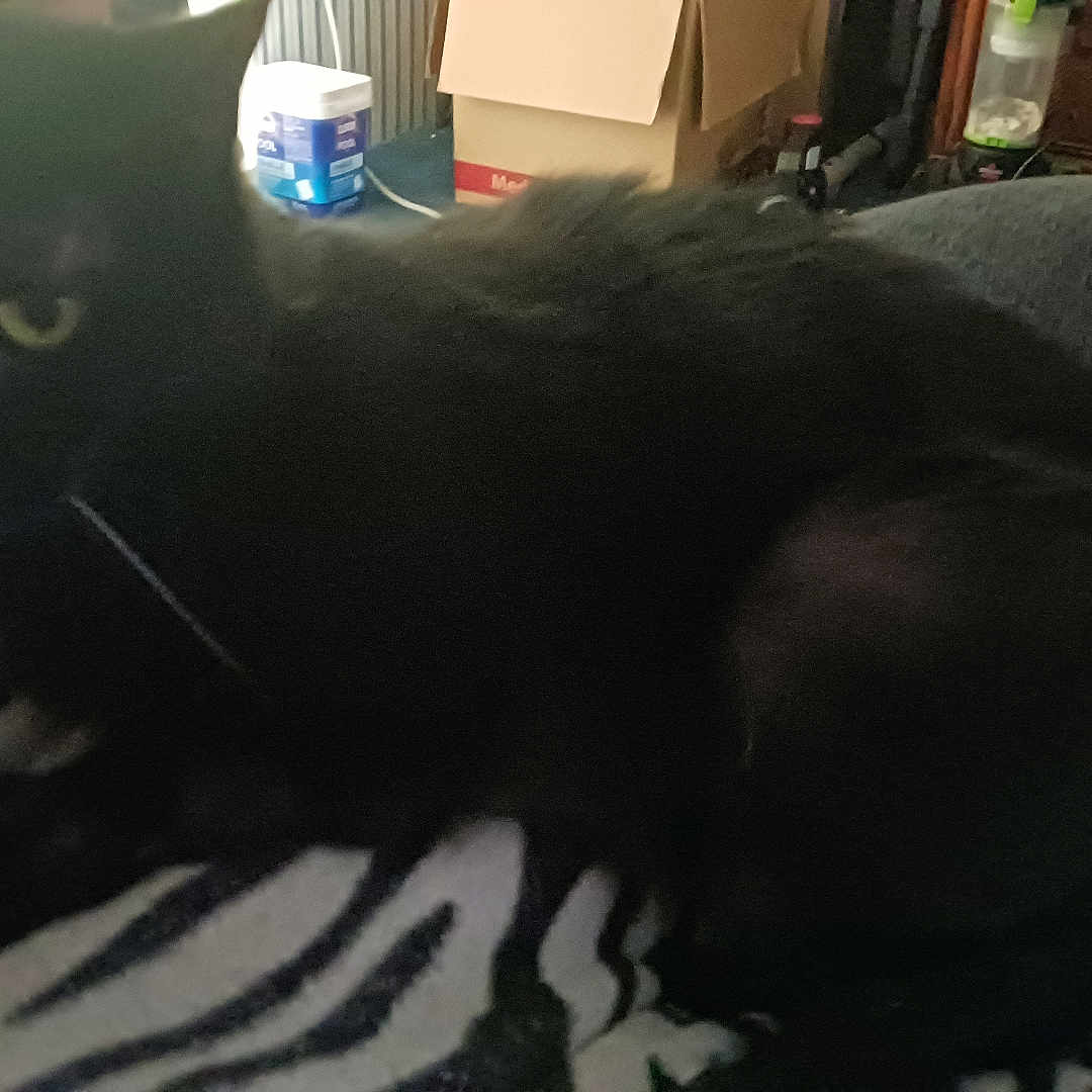 Rosie is registered to the contest to win money with this photo: animal, black_cat, blanket, blurred, box, cat, cozy, dark, domestic, eyes, fur, furniture, household, indoor, mammal, pet, resting, room, whiskers, zebra_pattern