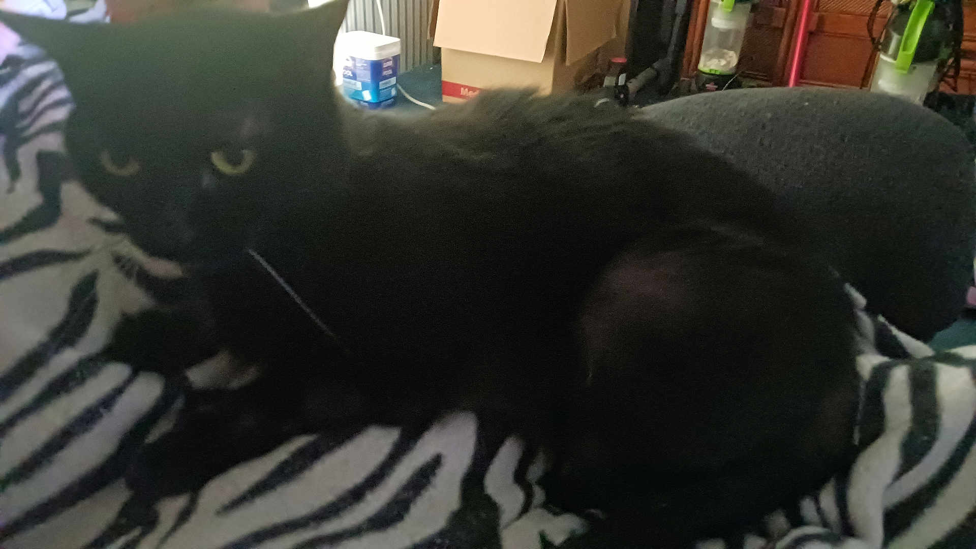 Rosie