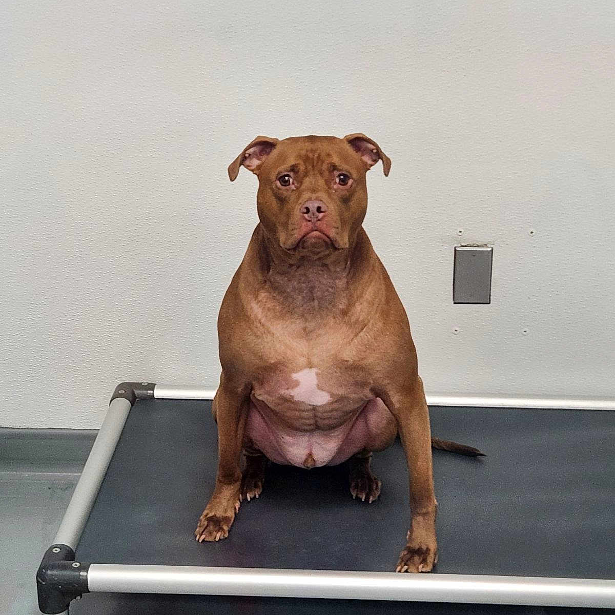 Throckmorton joined the competition — help win amazing prizes! alert, animal, brown_dog, canine, dog, domestic_animal, ears_up, empty_room, floor, indoor, looking_forward, muscular, pet, portrait, quiet, raised_cot, short_fur, single_animal, sitting, wall