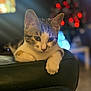 cat, tabby_cat, white_cat, pet, animal, feline, indoor, chair, leather, green, paws, relaxed, looking_down, closeup, bokeh, lights, holiday, blurred_background, cozy, soft_light