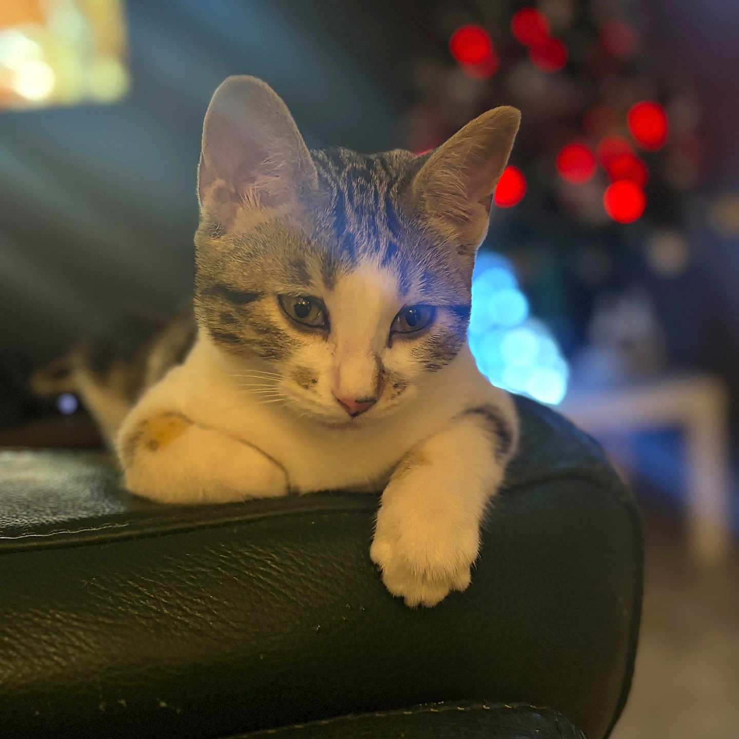 Noopy a rejoint le concours — aidez-le/la à gagner de superbes lots ! animal, blurred_background, bokeh, cat, chair, closeup, cozy, feline, green, holiday, indoor, leather, lights, looking_down, paws, pet, relaxed, soft_light, tabby_cat, white_cat