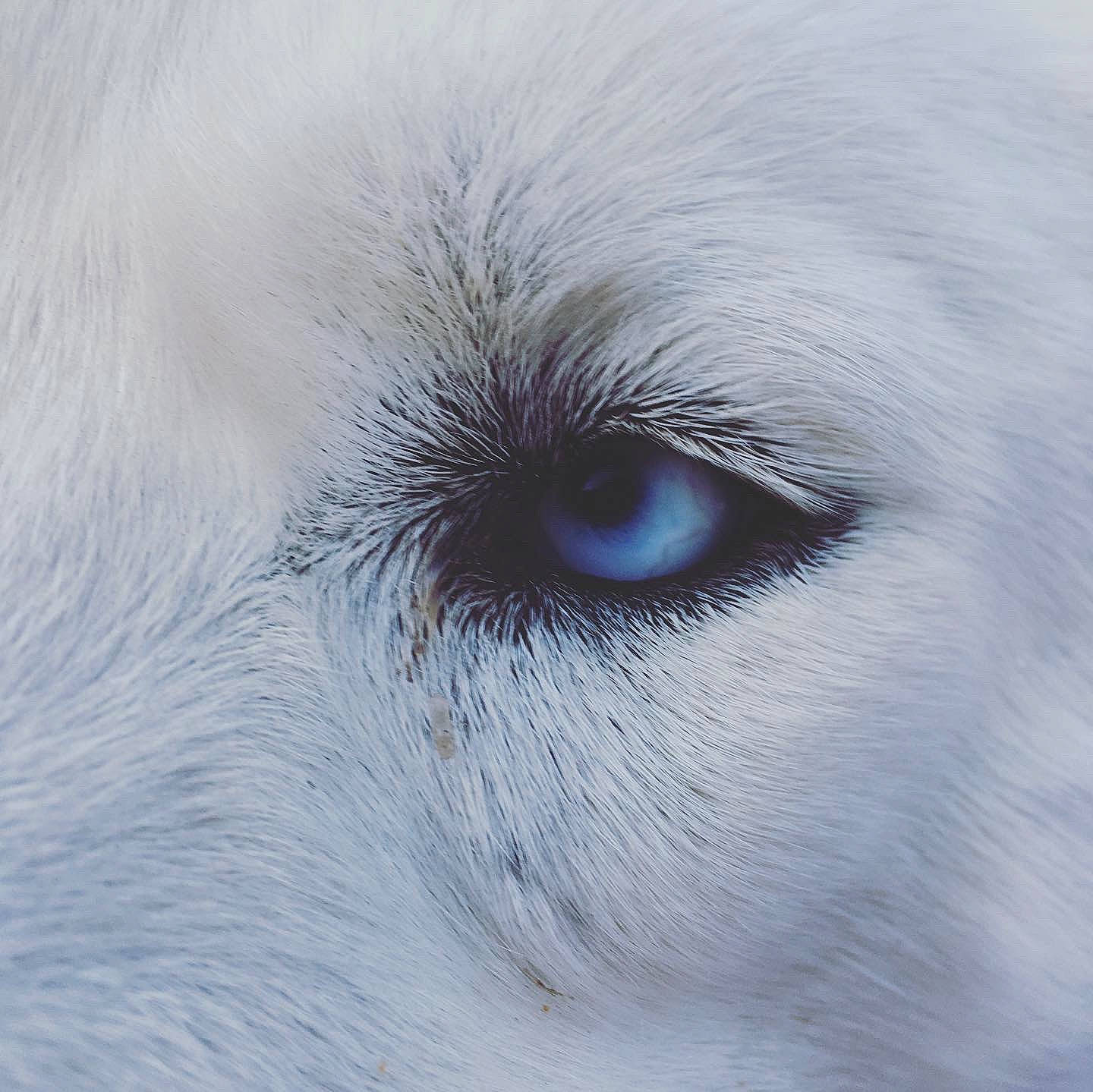 Rosie is registered to the contest to win money with this photo: canidae, carnivore, close_up, dog_breed, eye, eyebrow, eyelash, face, fur, head, human_body, iris, macro_photography, nose, organ, photography, skin, sky, snout, whiskers