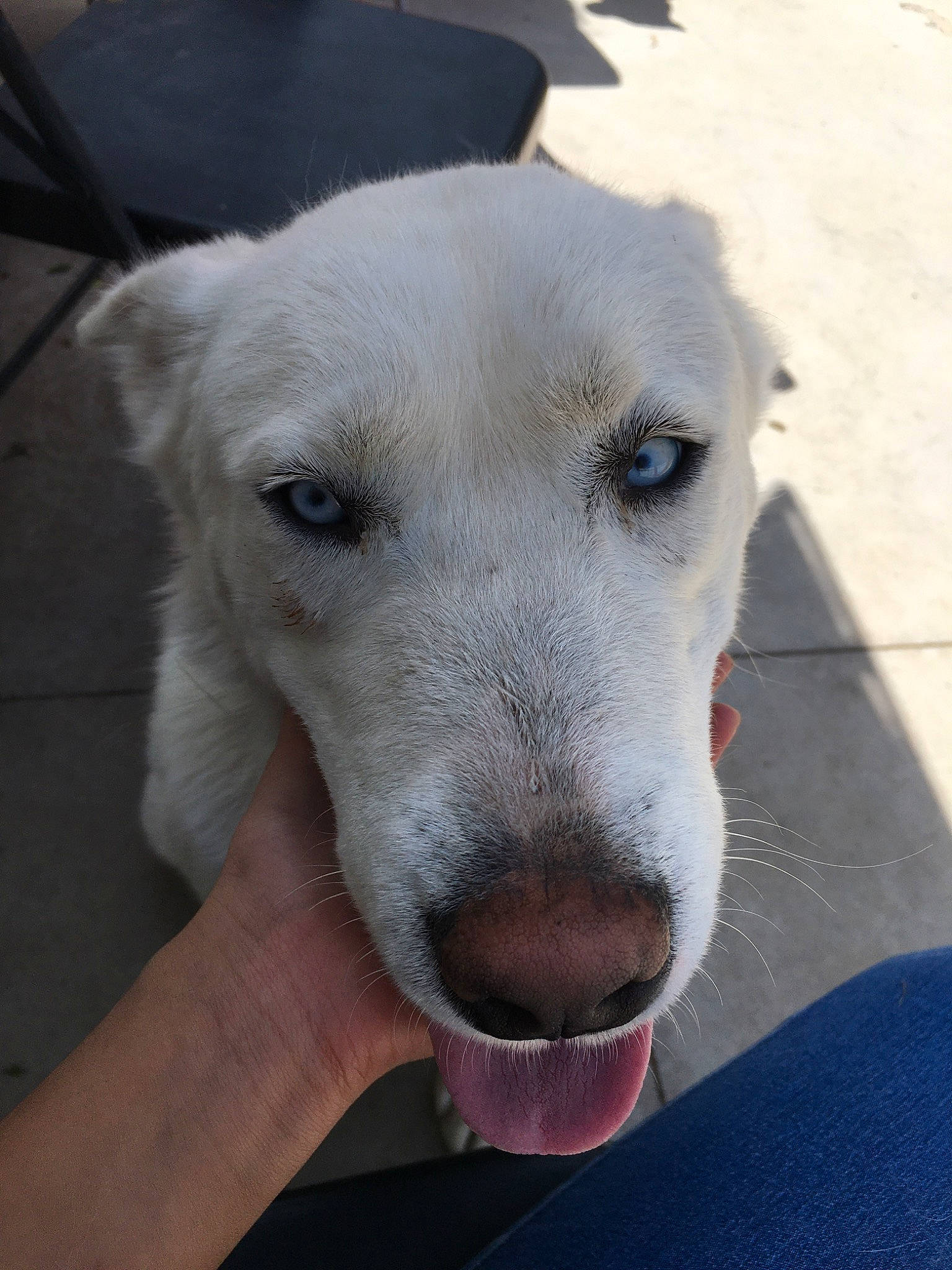 Rosie is registered to the contest to win money with this photo: canidae, carnivore, companion_dog, dog, dog_breed, labrador_retriever, mammal, nose, rare_breed_dog, snout, sporting_group, street_dog, vertebrate, whiskers