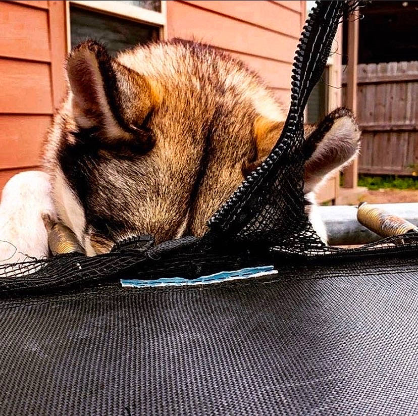 Shadow joined the competition — help win amazing prizes! asian, carnivore, cat, domestic_short_haired_cat, ear, felidae, fur, grass, iron, kitten, metal, small_to_medium_sized_cats, snout, tabby_cat, tail, whiskers