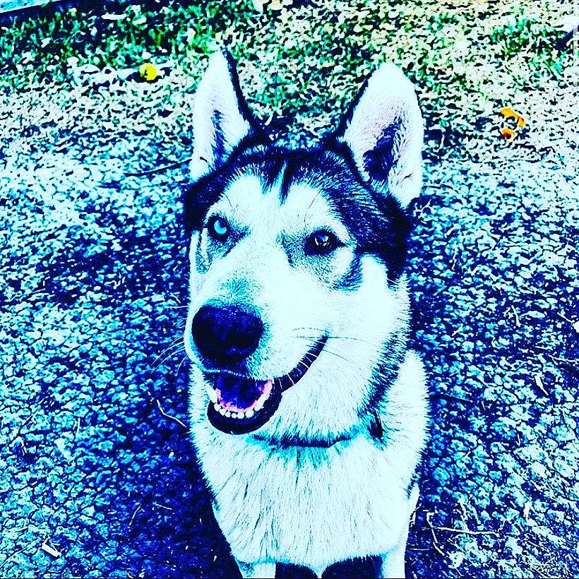 Shadow is registered to the contest to win money with this photo: alaskan_malamute, canidae, carnivore, dog, dog_breed, east_siberian_laika, greenland_dog, mammal, native_american_indian_dog, northern_inuit_dog, saarloos_wolfdog, sakhalin_husky, seppala_siberian_sleddog, siberian_husky, sled_dog, snout, tamaskan_dog, vertebrate, west_siberian_laika, wolfdog