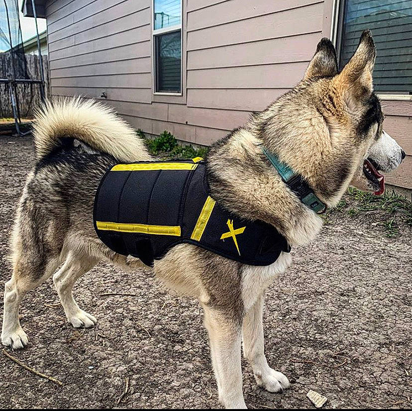 Shadow joined the competition — help win amazing prizes! alaskan_klee_kai, alaskan_malamute, ancient_dog_breeds, canadian_eskimo_dog, canidae, carnivore, dog, dog_breed, east_siberian_laika, greenland_dog, jamthund, mammal, native_american_indian_dog, northern_inuit_dog, norwegian_elkhound, seppala_siberian_sleddog, siberian_husky, snout, sporting_group, vertebrate