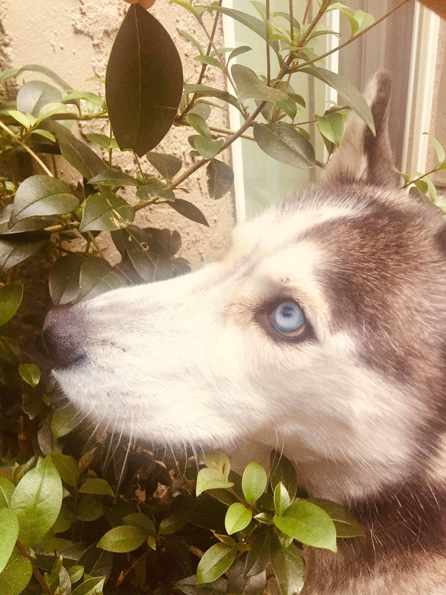 Vegas joined the competition — help win amazing prizes! alaskan_malamute, canidae, carnivore, cat, dog, dog_breed, eye, flower, mammal, native_american_indian_dog, plant, saarloos_wolfdog, siberian_husky, sled_dog, snout, tree, vertebrate, whiskers, wolfdog, working_dog