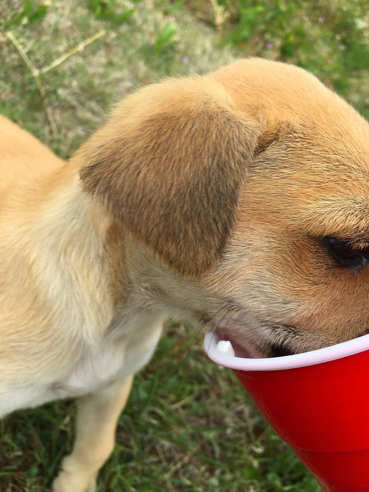 Paris is registered to the contest to win money with this photo: black_mouth_cur, canidae, carnivore, companion_dog, dog, dog_breed, ear, fawn, labrador_retriever, mammal, puggle, puppy, snout, sporting_group, vertebrate