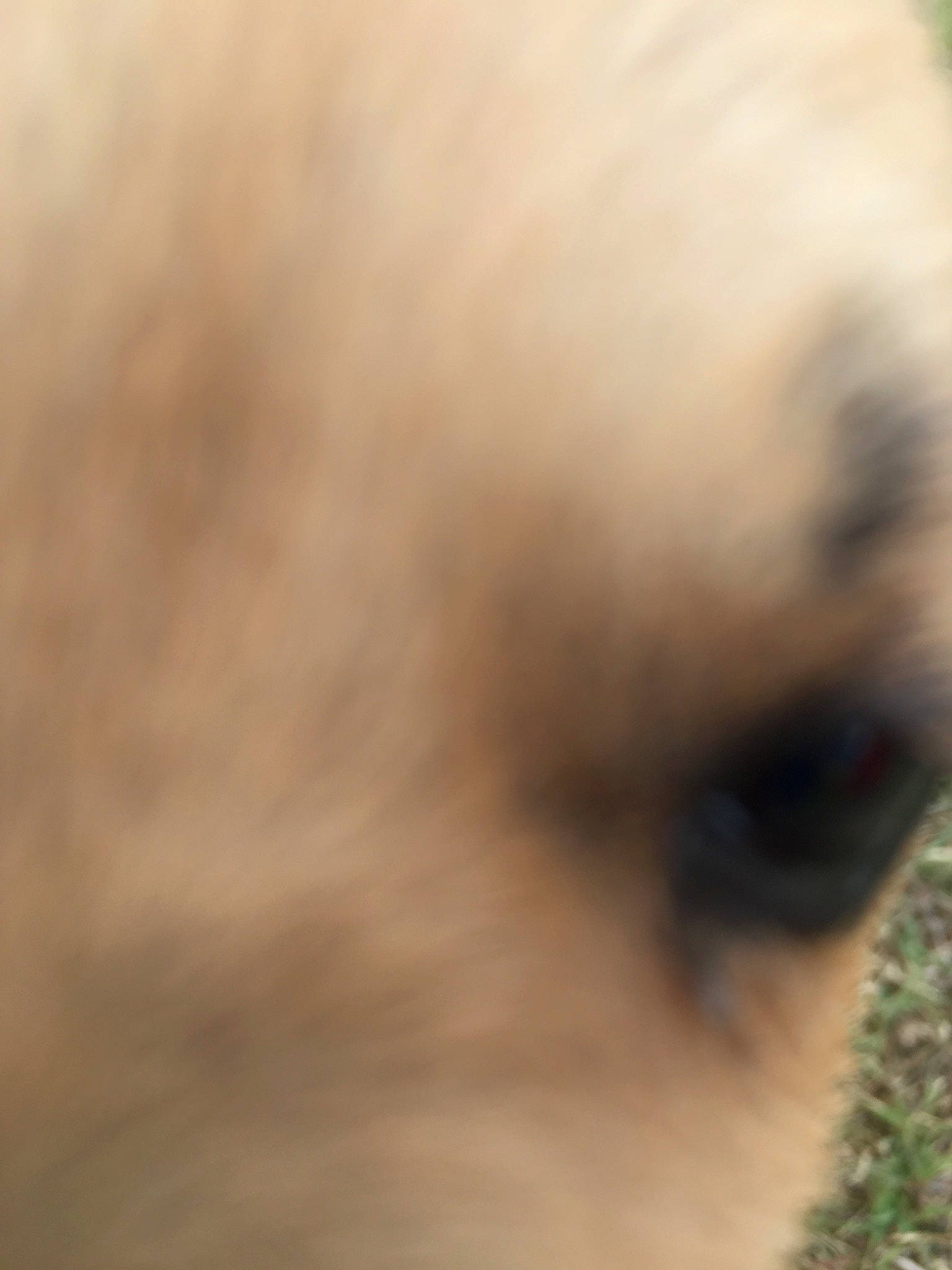 Paris joined the competition — help win amazing prizes! canidae, carnivore, close_up, companion_dog, dog, dog_breed, ear, eye, fawn, non_sporting_group, nose, organ, puppy, snout, sporting_group, whiskers