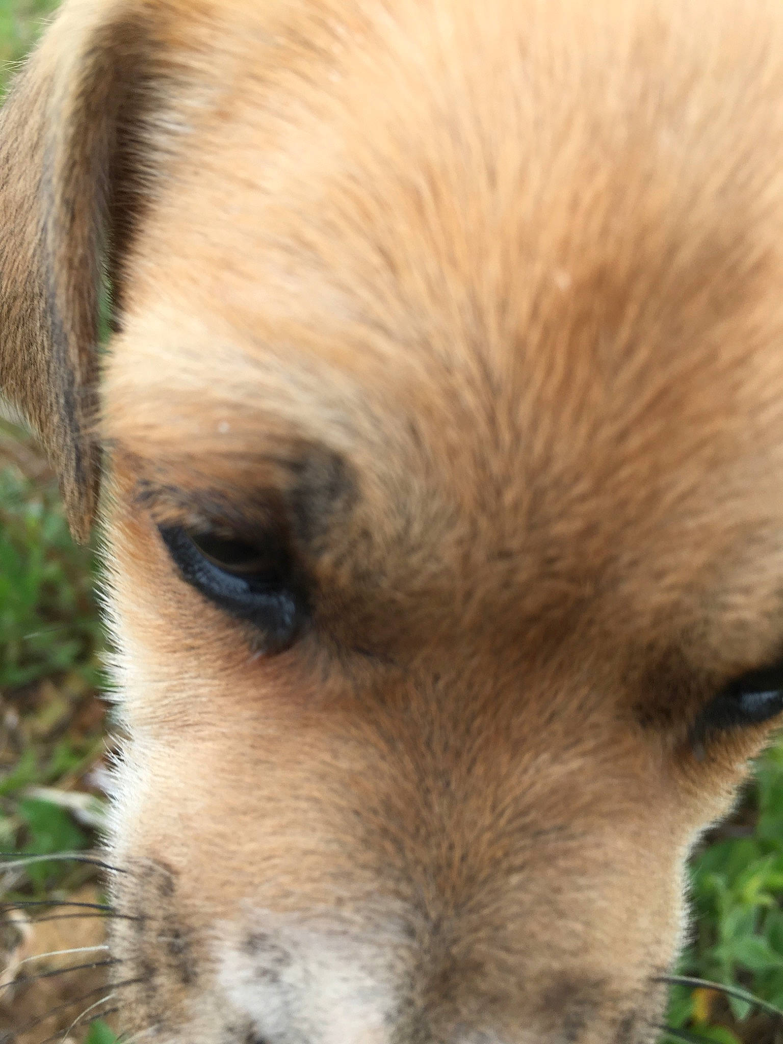 Paris joined the competition — help win amazing prizes! black_mouth_cur, canidae, carnivore, chinook, close_up, companion_dog, dog, dog_breed, ear, eye, fawn, mammal, nose, puppy, rare_breed_dog, snout, street_dog, whiskers