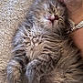 kitten, sleeping, fluffy, gray, furry, pet, cozy, blanket, paw, closeup, resting, cute, animal, domestic, feline, soft, hand, bracelet, relaxation, nap