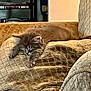 kitten, cat, sleeping, couch, pillow, furniture, indoor, cozy, relaxing, pet, animal, furry, domestic, resting, soft, home, comfort, nap, gray, cute