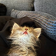 Nissan is registered to the contest to win money with this photo: kitten, cat, sleeping, fluffy, cute, pet, feline, tongue_out, close_up, indoor, cozy, resting, young, animal, soft, fur, texture, cushion, fabric, relax