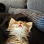kitten, cat, sleeping, fluffy, cute, pet, feline, tongue_out, close_up, indoor, cozy, resting, young, animal, soft, fur, texture, cushion, fabric, relax