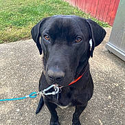 Boo joined the competition — help win amazing prizes! dog, black_dog, leash, collar, outdoor, concrete, grass, fence, red_fence, pet, animal, canine, sitting, brown_eyes, closeup, portrait, obedient, sidewalk, daylight, nature