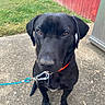 dog, black_dog, leash, collar, outdoor, concrete, grass, fence, red_fence, pet, animal, canine, sitting, brown_eyes, closeup, portrait, obedient, sidewalk, daylight, nature