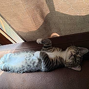 Dolly is registered to the contest to win money with this photo: cat, tabby, pet, animal, furry, whiskers, ears, eyes, belly, paws, lying_down, upside_down, relaxed, playful, couch, leather, indoor, sunlight, shadows, portrait