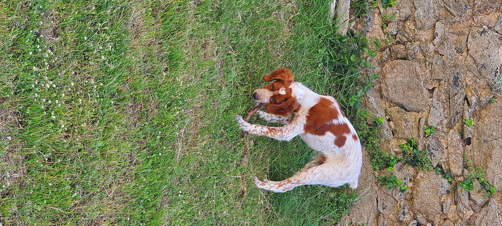 Gamin a rejoint le concours — aidez-le/la à gagner de superbes lots ! canidae, carnivore, companion_dog, dog, dog_breed, fawn, felidae, fur, grass, groundcover, hound, liver, pasture, plant, small_to_medium_sized_cats, sporting_group, tail, terrestrial_animal, terrier, whiskers