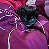 animal, bed, black_cat, blanket, blue_eyes, comfort, cozy, cute, fur, indoor, kitten, pet, purple, red, resting, sleepy, small, soft, whiskers, young