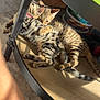 cat, kitten, tabby, hug, snuggle, table, wood, sunlight, pet, animal, indoor, floor, shoe, sock, leg, furniture, cozy, cute, domestic, relaxing