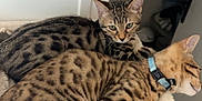 Milow Et Lana participe au concours pour gagner de l'argent avec cette photo : animal, bed, cat, cats, collar, cozy, cute, domestic, ears, feline, fur, indoor, paws, pet, relaxed, resting, sleeping, spots, tabby, whiskers