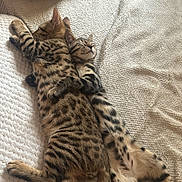 Milow Et Lana participe au concours pour gagner de l'argent avec cette photo : cat, cats, sleeping, snuggling, hugging, bed, blanket, fur, spots, striped, tail, relaxed, cozy, indoor, pet, animal, cute, resting, soft, friendship