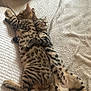 cat, cats, sleeping, snuggling, hugging, bed, blanket, fur, spots, striped, tail, relaxed, cozy, indoor, pet, animal, cute, resting, soft, friendship