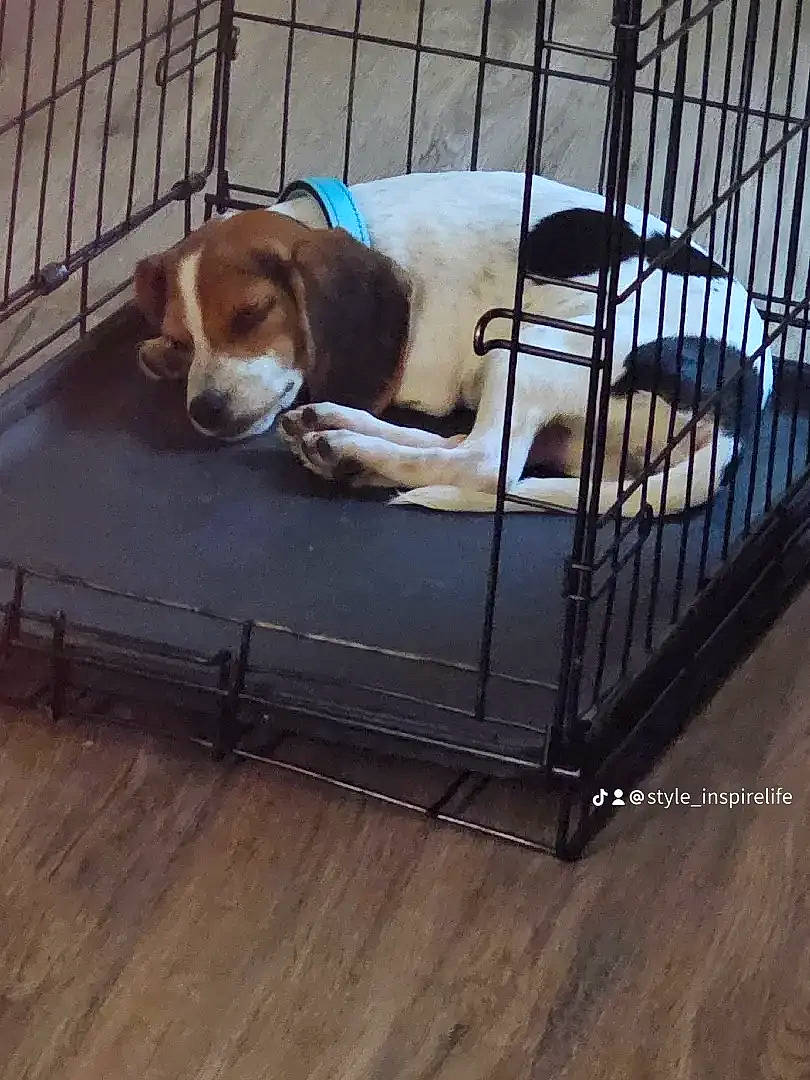 Chloe joined the competition — help win amazing prizes! carnivore, comfort, companion_dog, dog, dog_bed, dog_breed, dog_crate, dog_supply, fawn, flooring, hardwood, kennel, liver, mammal, pet_supply, service, snout, vertebrate, wood, working_animal