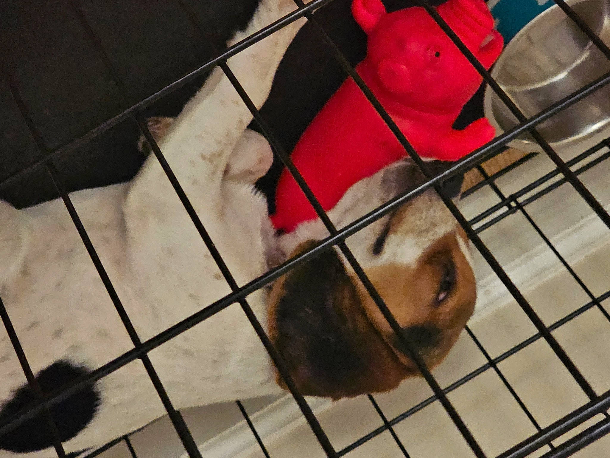 Chloe joined the competition — help win amazing prizes! animal_shelter, cage, canidae, carnivore, companion_dog, dog, dog_breed, dog_crate, dog_supply, fawn, fur, kennel, pet_supply, rodent, service, snout, sporting_group, tail, whiskers, working_animal