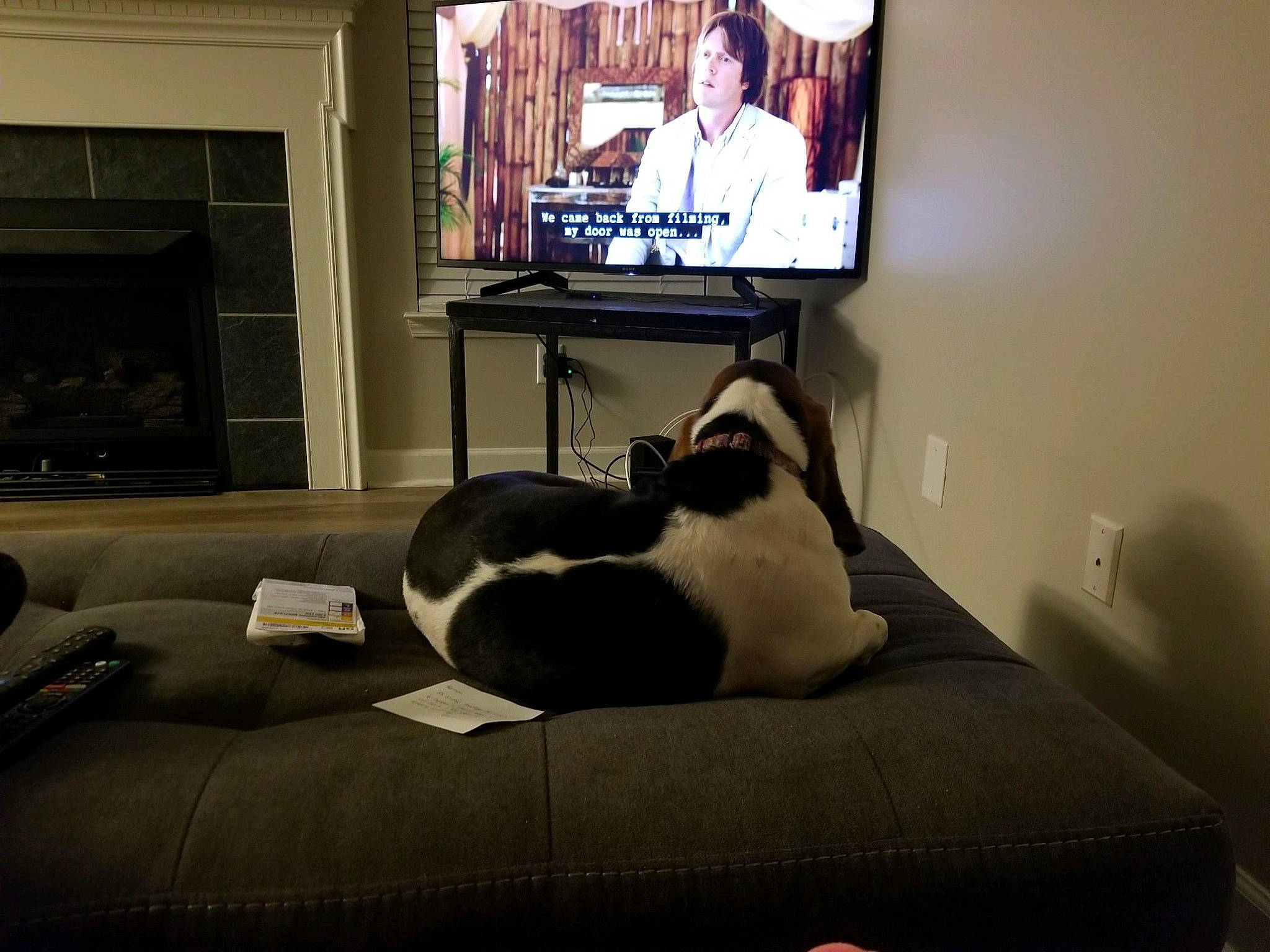 Princess Lucy joined the competition — help win amazing prizes! carnivore, cat, comfort, companion_dog, couch, dog_breed, felidae, flat_panel_display, flooring, furniture, home_appliance, interior_design, living_room, output_device, small_to_medium_sized_cats, tail, television, television_set, whiskers, wood