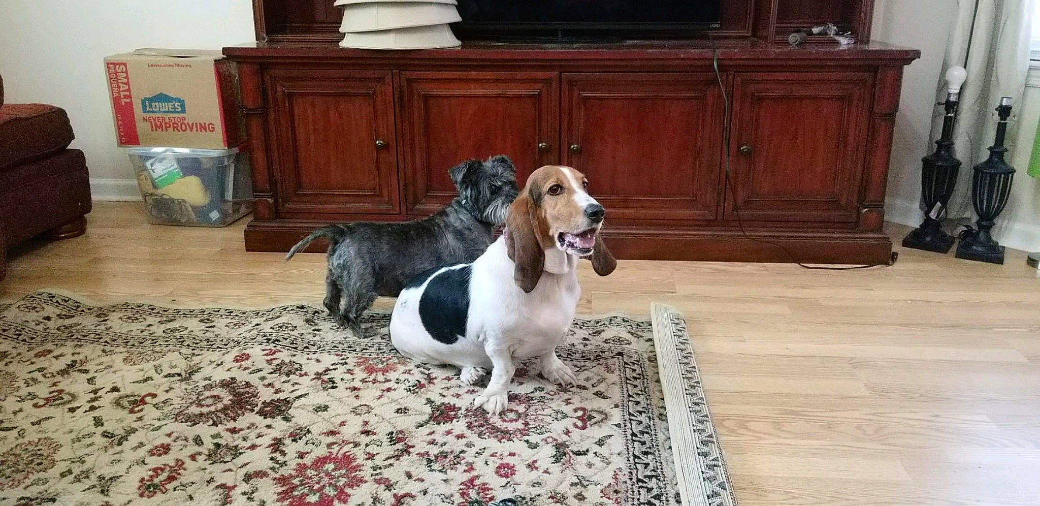 Princess Lucy joined the competition — help win amazing prizes! art, cabinetry, carnivore, companion_dog, cupboard, dog, dog_breed, drawer, fawn, floor, flooring, hardwood, laminate_flooring, liver, snout, spaniel, varnish, wood, wood_flooring, wood_stain