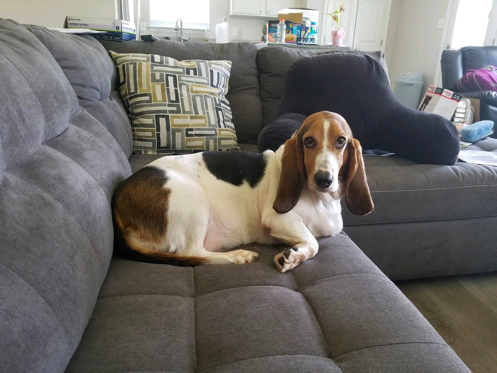 Princess Lucy is registered to the contest to win money with this photo: bored, carnivore, chair, comfort, companion_dog, couch, dog, dog_breed, furniture, gun_dog, hound, liver, living_room, picture_frame, scent_hound, shelf, snout, sporting_group, window, working_animal