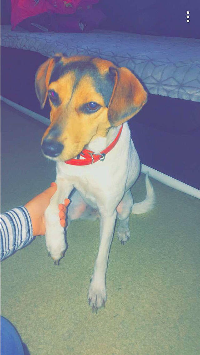 Pixie a rejoint le concours — aidez-le/la à gagner de superbes lots ! american_foxhound, beagador, beagle, beagle_harrier, brazilian_terrier, canidae, carnivore, companion_dog, dog, dog_breed, fawn, harrier, mammal, potcake_dog, rare_breed_dog, russell_terrier, smooth_fox_terrier, snout, treeing_walker_coonhound, vertebrate