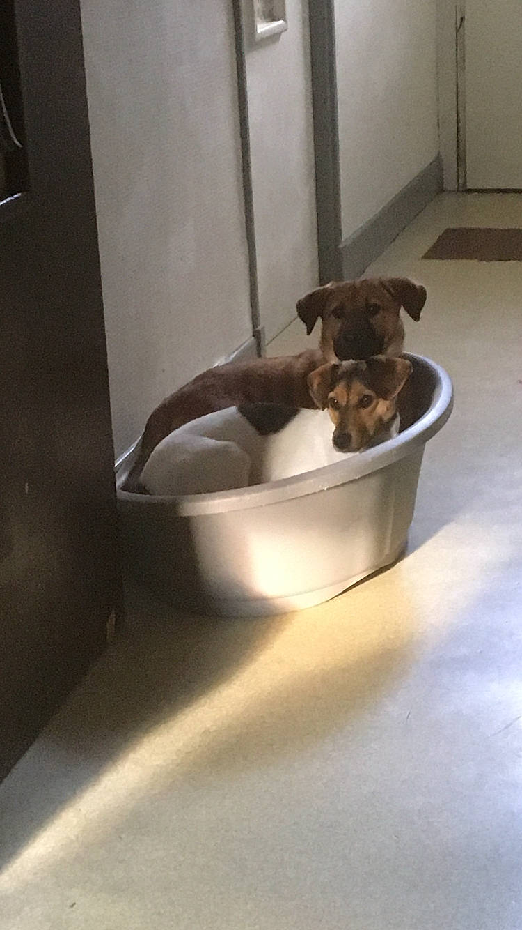 Pixie a rejoint le concours — aidez-le/la à gagner de superbes lots ! bathing, canidae, carnivore, cat_supply, companion_dog, dog, dog_breed, fawn, felidae, flooring, hardwood, pet_supply, plumbing, plumbing_fixture, small_to_medium_sized_cats, snout, sporting_group, tail, tap, wood