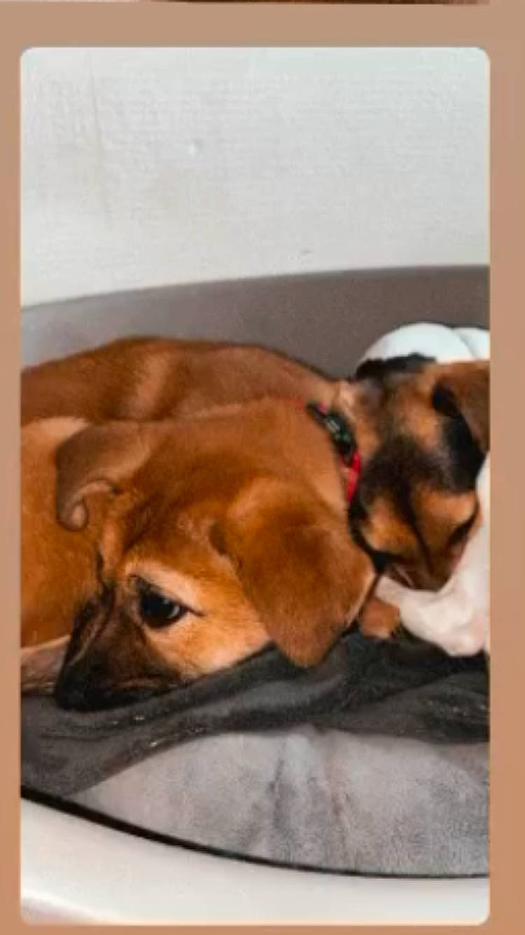 Pixie participe au concours pour gagner de l'argent avec cette photo : canidae, carnivore, comfort, companion_dog, dog, dog_breed, ear, fawn, flooring, fur, hardwood, linens, liver, nap, paw, pet_supply, snout, sporting_group, whiskers, working_animal