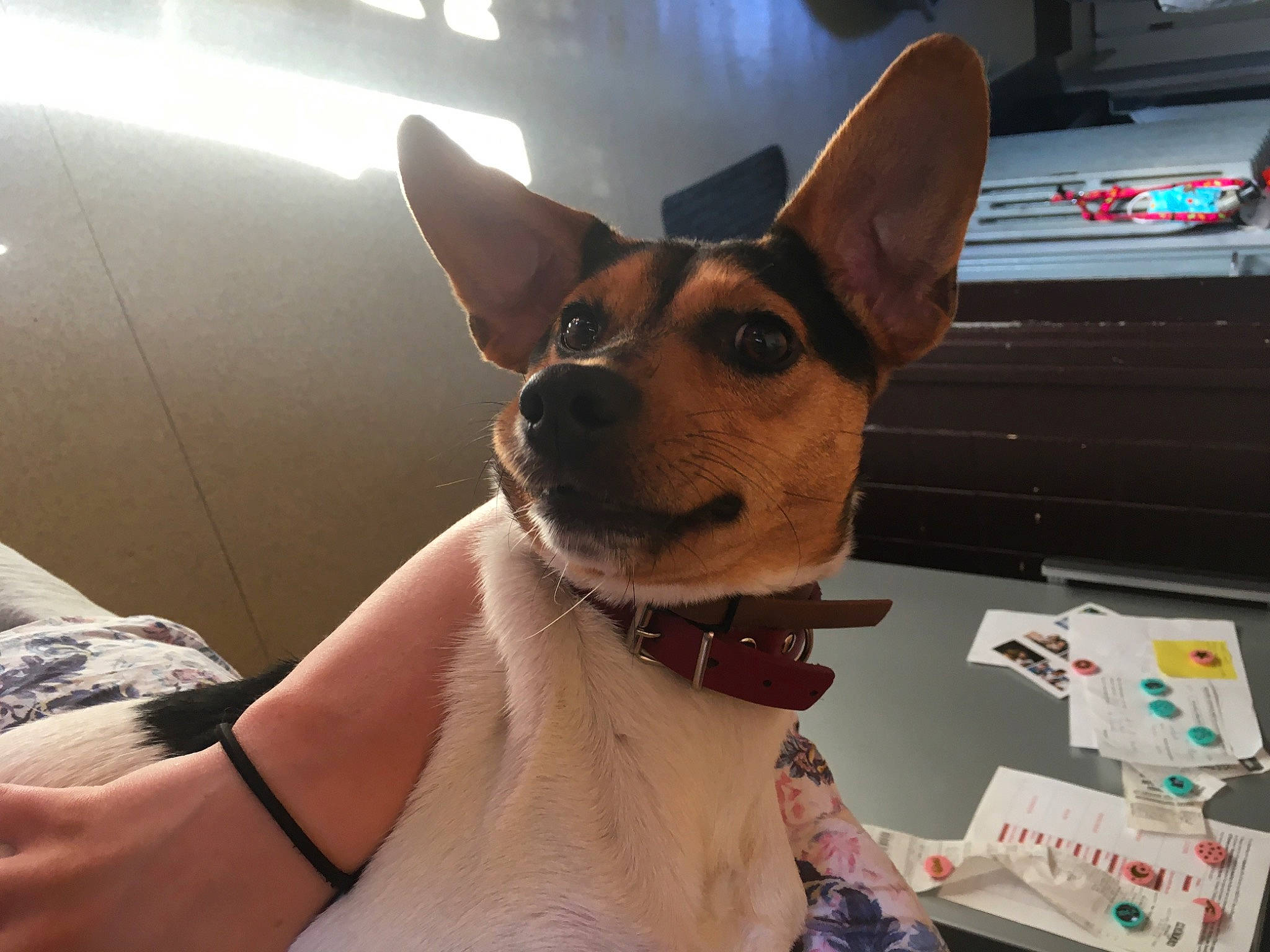 Pixie participe au concours pour gagner de l'argent avec cette photo : canidae, carnivore, companion_dog, corgi_chihuahua, dog, dog_breed, ear, english_toy_terrier, head, jaw, mammal, miniature_fox_terrier, prazsky_krysarik, rat_terrier, snout, teddy_roosevelt_terrier, tenterfield_terrier, toy_dog, toy_fox_terrier, vertebrate