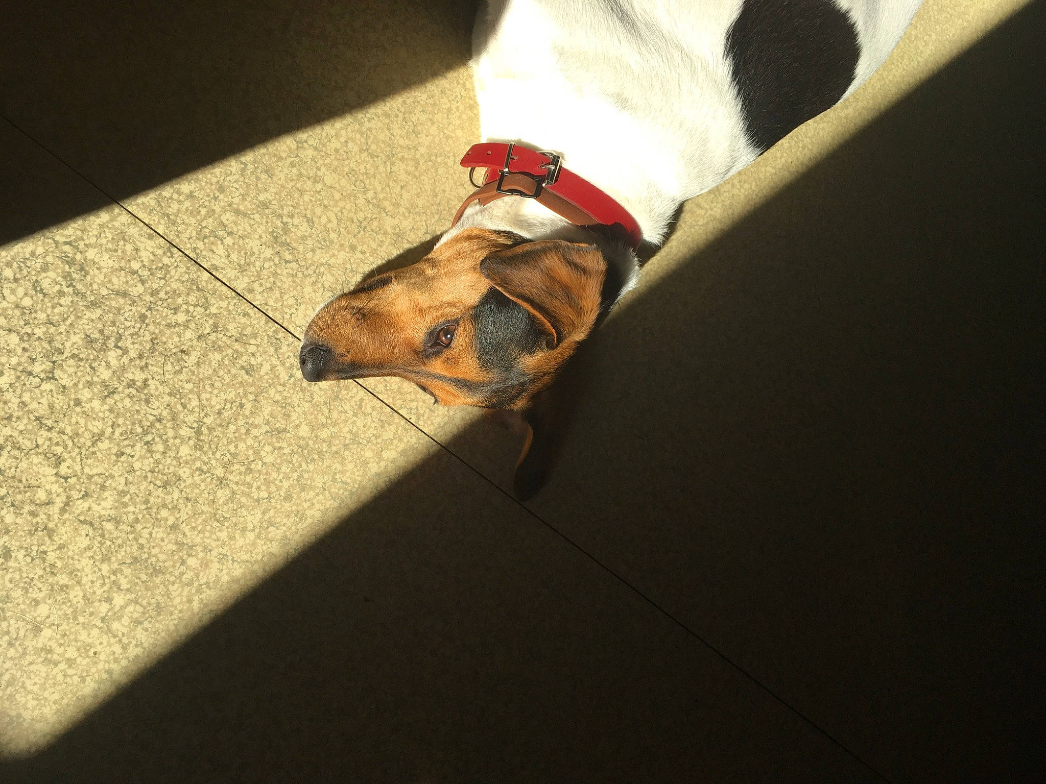 Pixie a rejoint le concours — aidez-le/la à gagner de superbes lots ! canidae, carnivore, companion_dog, dog, dog_breed, floor, flooring, fox_terrier, snout