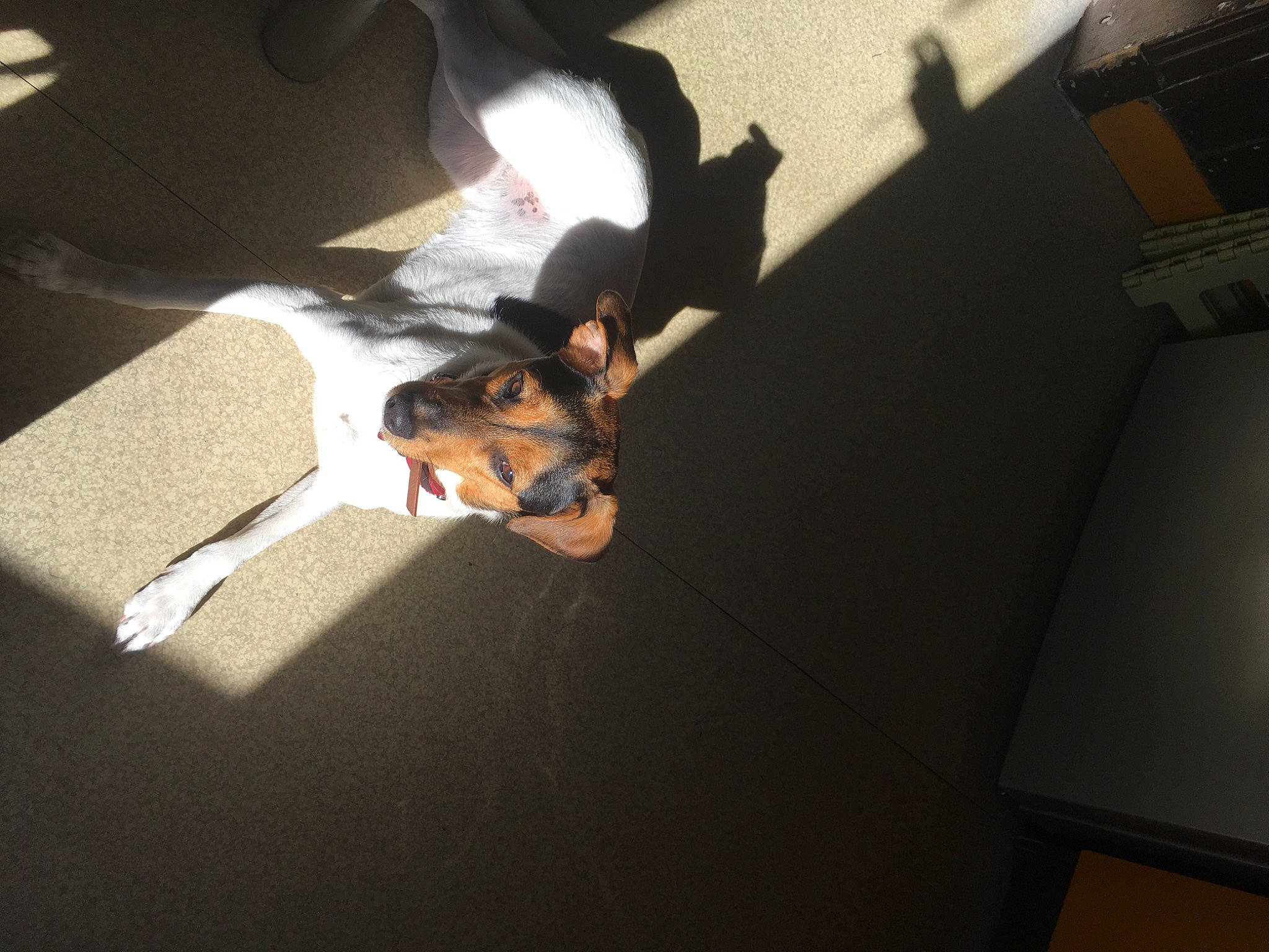 Pixie participe au concours pour gagner de l'argent avec cette photo : canidae, carnivore, dobermann, dog, floor, guard_dog, miniature_pinscher, room, shadow