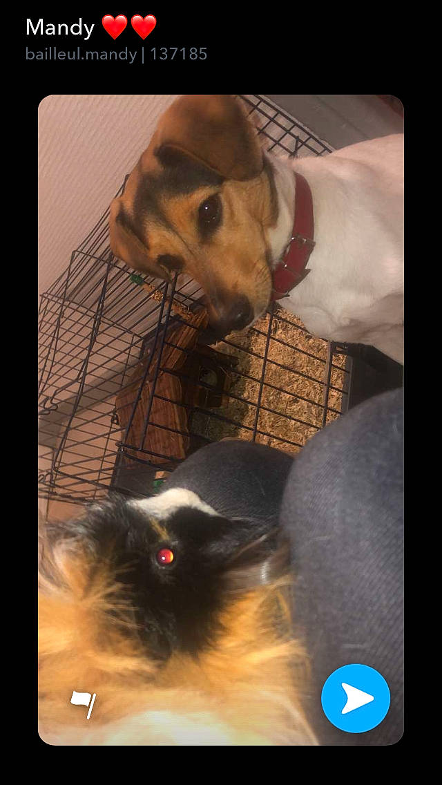 Pixie a rejoint le concours — aidez-le/la à gagner de superbes lots ! canidae, carnivore, dog_breed, fawn, photo_caption, photography, puppy, selfie, snout, whiskers