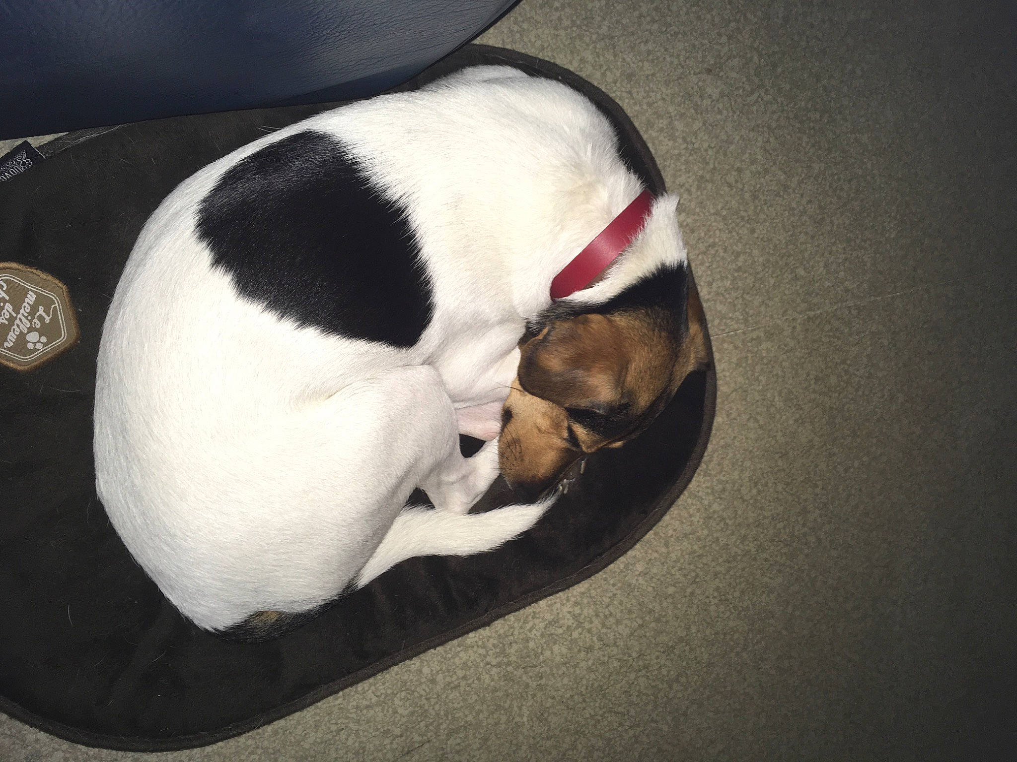 Pixie participe au concours pour gagner de l'argent avec cette photo : canidae, carnivore, companion_dog, danish_swedish_farmdog, dog, dog_breed, fox_terrier, jack_russell_terrier, nap, puppy, puppy_love, rat_terrier, tail